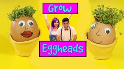 Grow Eggheads | Fun Activities For Kids At Home | Bella & Beans TV Instructional Video