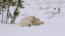 I WONDER - What Is Hibernation? Instructional Video