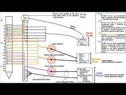 Sympathetic Nervous System | Overview of Specific Pathways Instructional Video