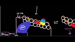 Muscle Physiology: Regulatory Proteins; Tropnin and Tropomyosin Instructional Video