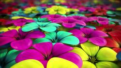 How a Random Flower Became the Bitcoin of the 1600s Instructional Video