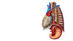 Lymphatics of the mediastinum Instructional Video