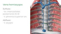 Venen des Thorax Instructional Video