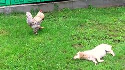 Bird rooster looking for food in green grass Stock Footage