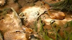 Wildlife scene. Beautiful young fallow whitetail deer, wild mammal animal in forest surrounding. Spotted, Chitals, Cheetal, Axis, Cervus nippon or Japanese deer grazing in natural habitat in the sun. Stock Footage