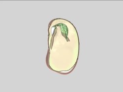 Plant Growth, Development, and Response: Video Assessment Instructional Video