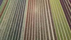 A field of tulips comes into colour ahead of Tulips for Tapping News Clip