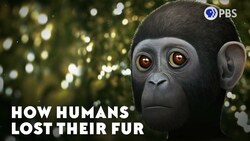 How Humans Lost Their Fur Instructional Video