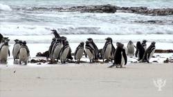 Learn About Birds Instructional Video