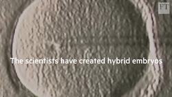 Saving the 'functionally extinct' northern white rhino Instructional Video