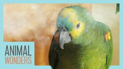 How To Nebulize Your Bird Instructional Video