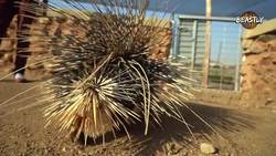 The Man Who Cuddles Lions Instructional Video