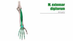 Oberflächliche Extensoren des Unterarms Instructional Video