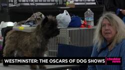 Westminster: Behind the Scenes at the Oscars of Dog Shows News Clip