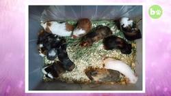 The Woman Who's Rescued Thousands Of Guinea Pigs Instructional Video