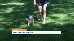 Paws & Pals: Dogs up for adoption at Remember Me Rescue NY on June 17 News Clip