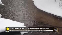 Falconers struggle as climate change disrupts hunting in Wisconsin News Clip