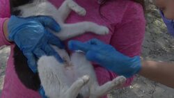 Lebanese give up pets over virus, money concerns News Clip