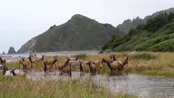 Redwood National and State Parks - Redwood Ranger Minute: Roosevelt Elk Instructional Video