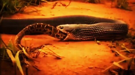 Secrets of the Serpent: The Fascinating World of Snakes