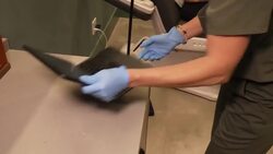 Regret That Tattoo? NAAMA Will Zap It Away News Clip