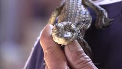 VOICED : Los cocodrilos del Nilo animales de compania de los nubios de Asuan News Clip