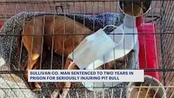 Monticello man sentenced to 2 years in prison for abusing pit bull ‘Zola’ News Clip