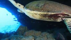 Maui Island Stock Footage