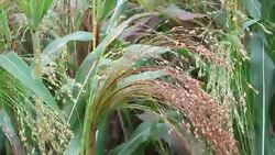 Cultivated proso millet Stock Footage