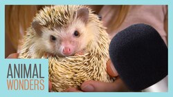Animal ASMR! | Hedgehog, Armadillo, Dragon! Instructional Video