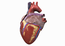 The Heart - Circulatory System Instructional Video