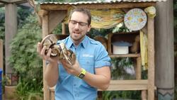 Meet Nyala, a 30-Year-Old African Ball Python Instructional Video