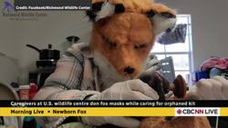This wildlife centre is taking unusual steps to try and rehab a fox kit News Clip