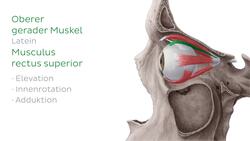 Musculus rectus superior Instructional Video
