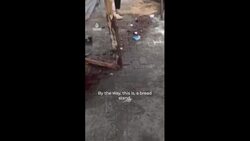 Palestinians killed queuing for bread outside Gaza shelter Instructional Video