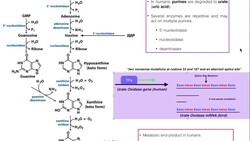 Nucleotide Metabolism | Degradation of IMP, AMP, & GMP Instructional Video