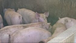 Manitoba eyes plan to cull hundreds of thousands of pigs if African swine fever arrives News Clip