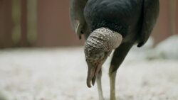 New World Vultures Are Some of the Most Interesting Creatures in the World Instructional Video