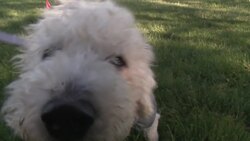 Paws & Pals: Dogs up for adoption at Little Shelter of Long Island on May 13 News Clip