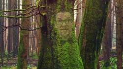 Intermediate German #39: The Forest According to Mr. Tree Instructional Video