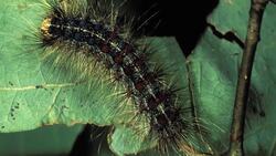 How to Get Rid of Garden Pests Instructional Video