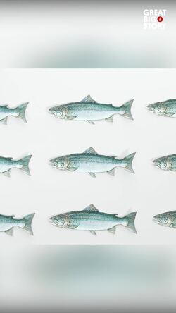 How Norway introduced salmon sushi to Japan Instructional Video