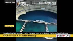 Nova Scotia whale sanctuary eyeing 2 orcas News Clip