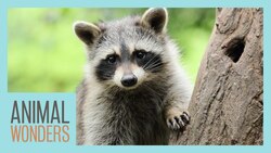 Raccoons: Cute or Deadly? Instructional Video