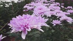 Chrysanthemums flower, , sometimes called mums or chrysanths, They are native to Asia and northeastern Europe. Most species originate from East Asia and the center of diversity is in China. Stock Footage