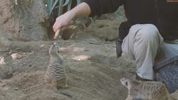 Adorable Meerkats Undergo Target Training Instructional Video