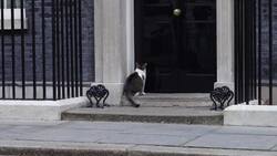 Larry the Downing Street cat tests out red carpet ahead of visit from Israel's president News Clip