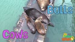Meet the Playful Sea Lions Instructional Video