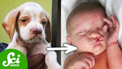 How Dogs Can Help Us Prevent Cleft Palates Instructional Video