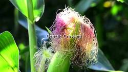 Conventional Plant Breeding Instructional Video